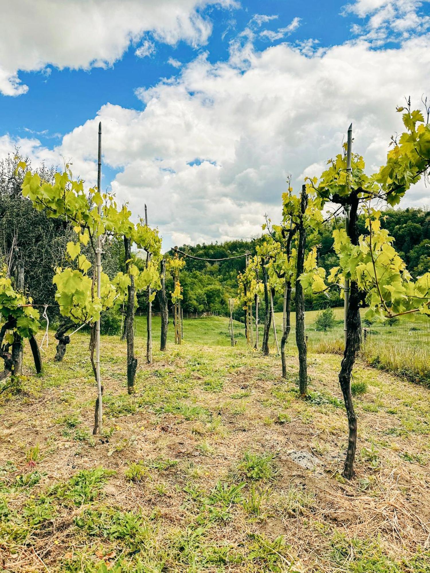 Il Tuo Casale Tra Le Colline - Marche House Villa Venarotta Bagian luar foto